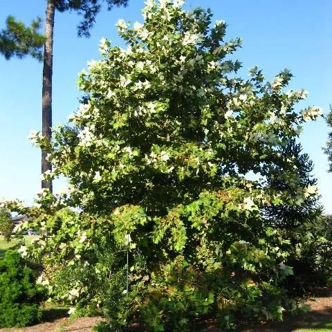 thumbnail for publication: Rzedowski's Sycamore (Platanus rzedowskii), a Smaller Alternative to American Sycamore